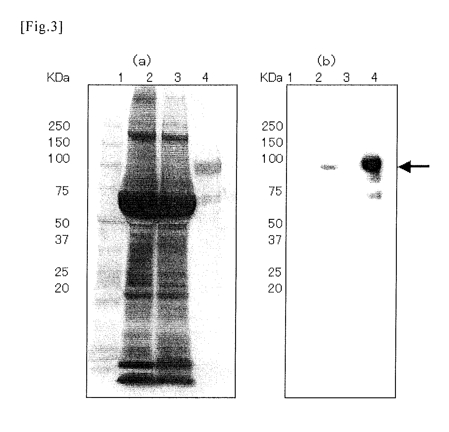 Novel protein capable of binding to hyaluronic acid, and method for measurement of hyaluronic acid using the same