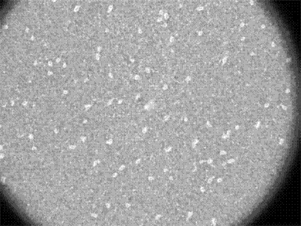 Dyeing method for bacterial capsules in Haemophilus influenzae type b fermentation broth