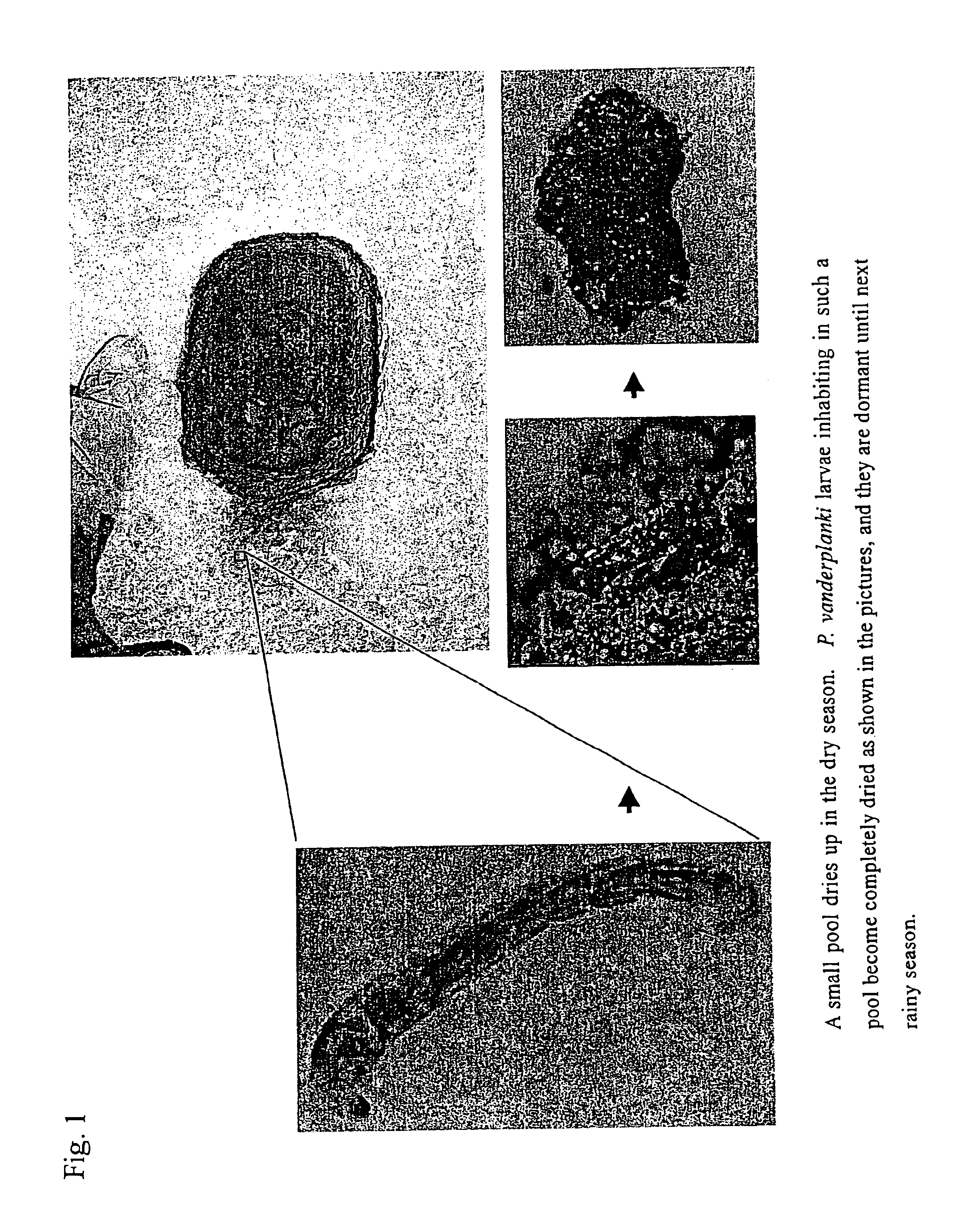 Method for dry-preserving multicellular organism tissue at ordinary temperatures