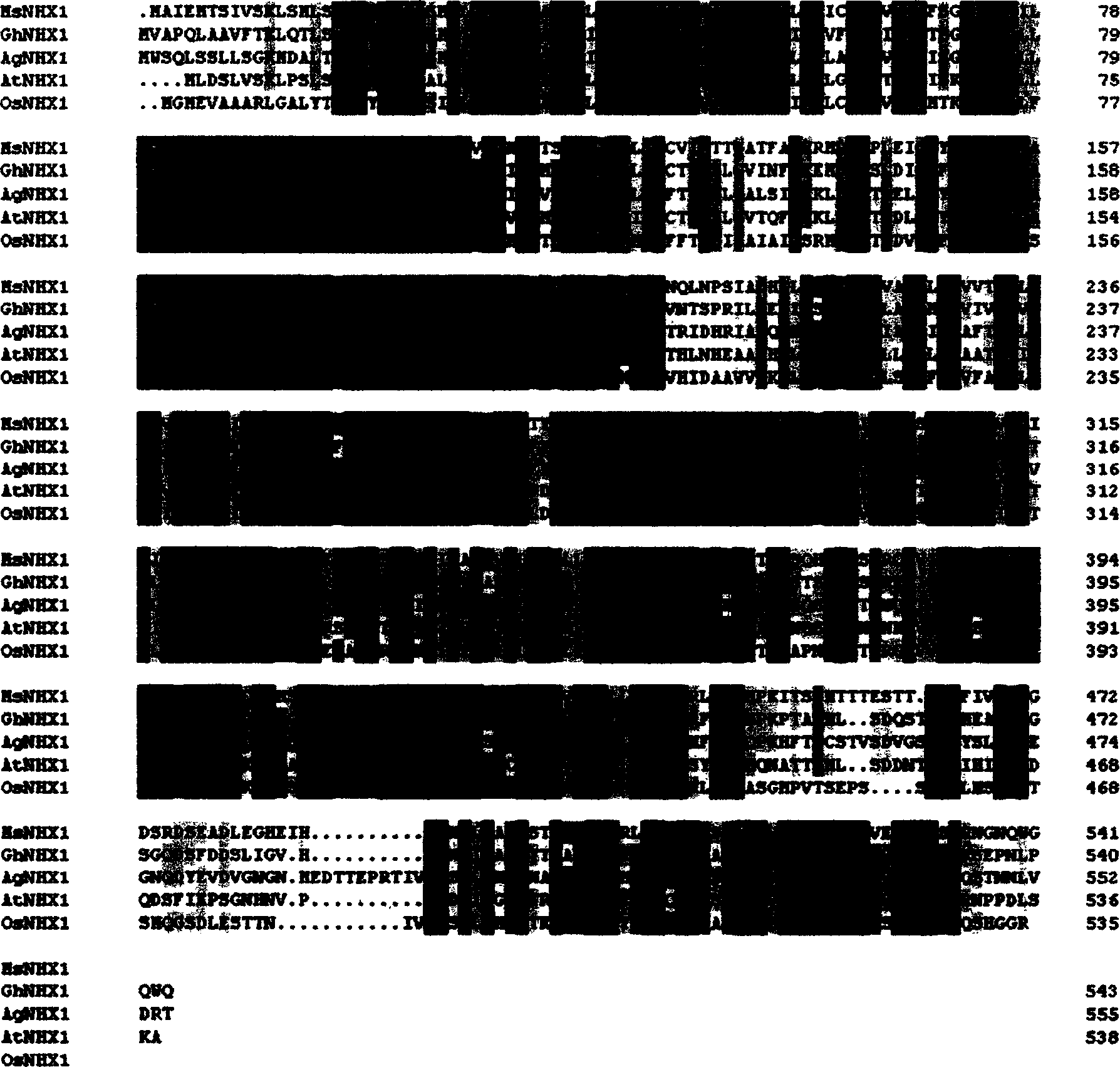 Alfalfa Na+/H+ reverse transport protein gene and its clone and use