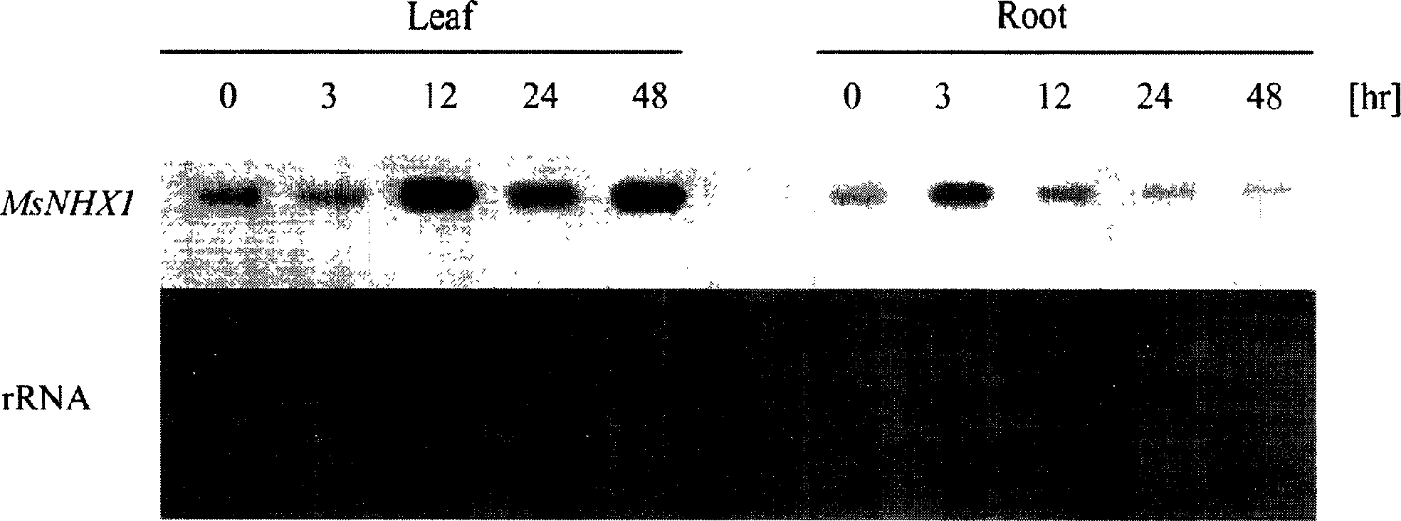 Alfalfa Na+/H+ reverse transport protein gene and its clone and use