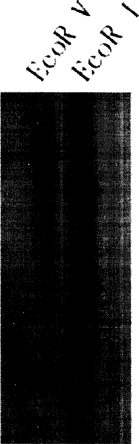 Alfalfa Na+/H+ reverse transport protein gene and its clone and use