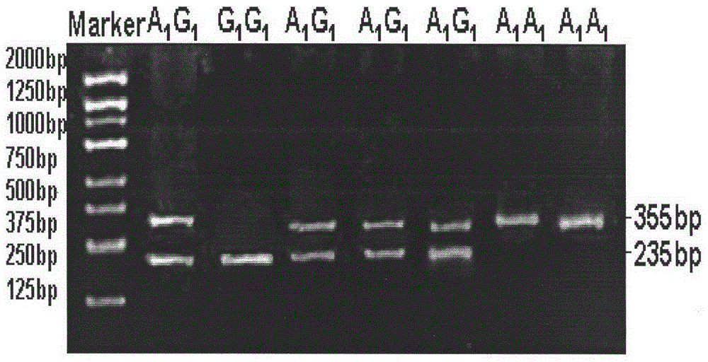 Single Nucleotide Polymorphism Site of Cattle wnt10b Gene and Its Detection Method
