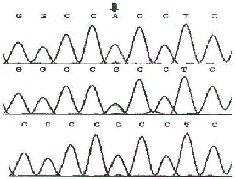 Single Nucleotide Polymorphism Site of Cattle wnt10b Gene and Its Detection Method