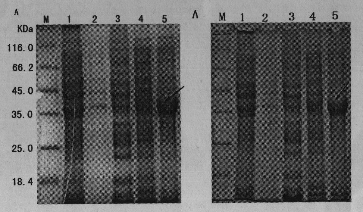 Recombinant UL55 protein-based duck plague virus antibody detection method