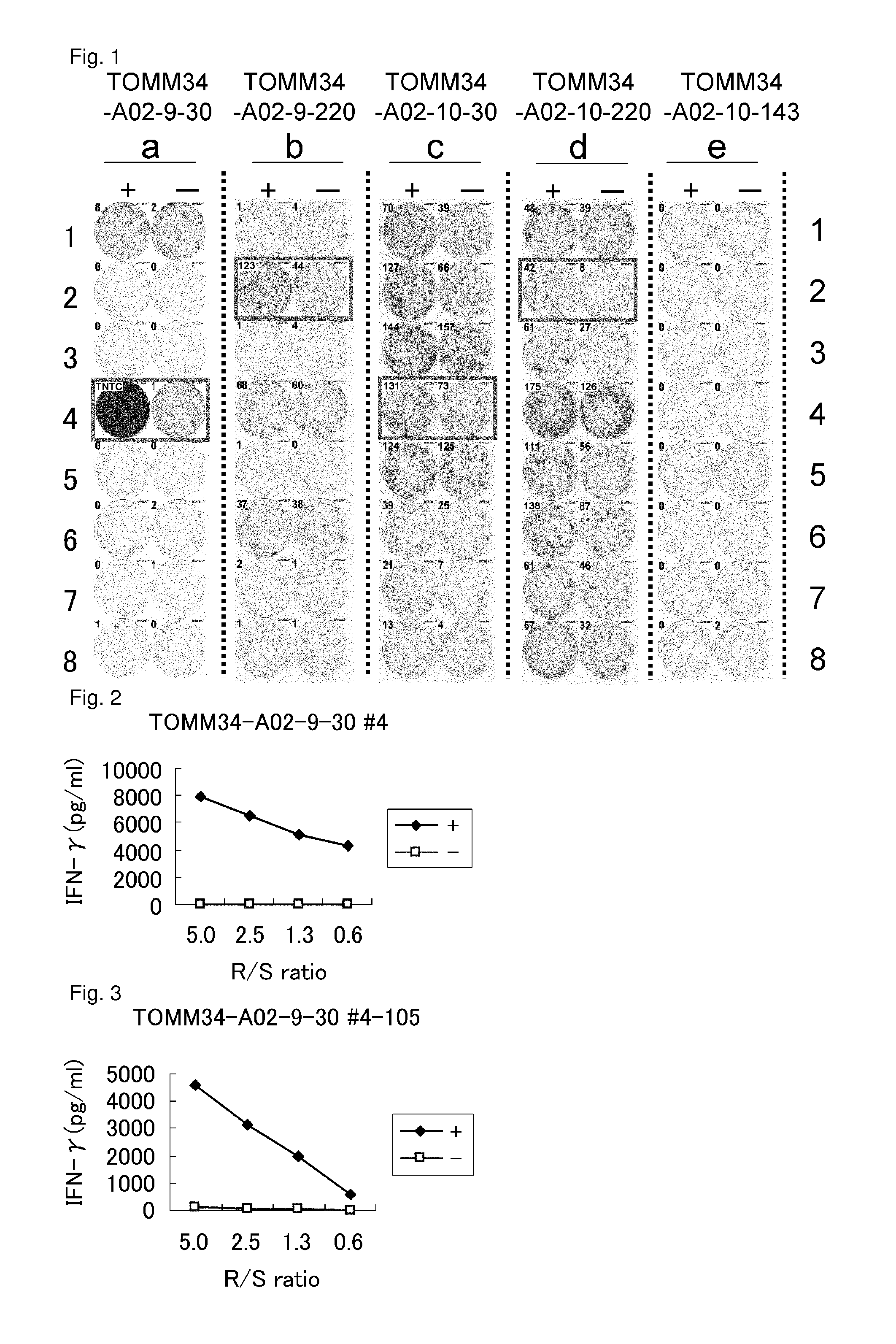 TOMM34 peptides and vaccines including the same