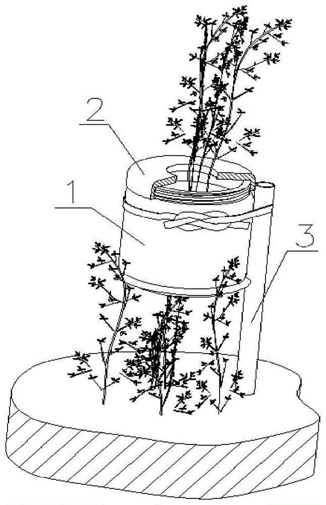 A non-isolated rapid rooting cutting device for alfalfa and its application method