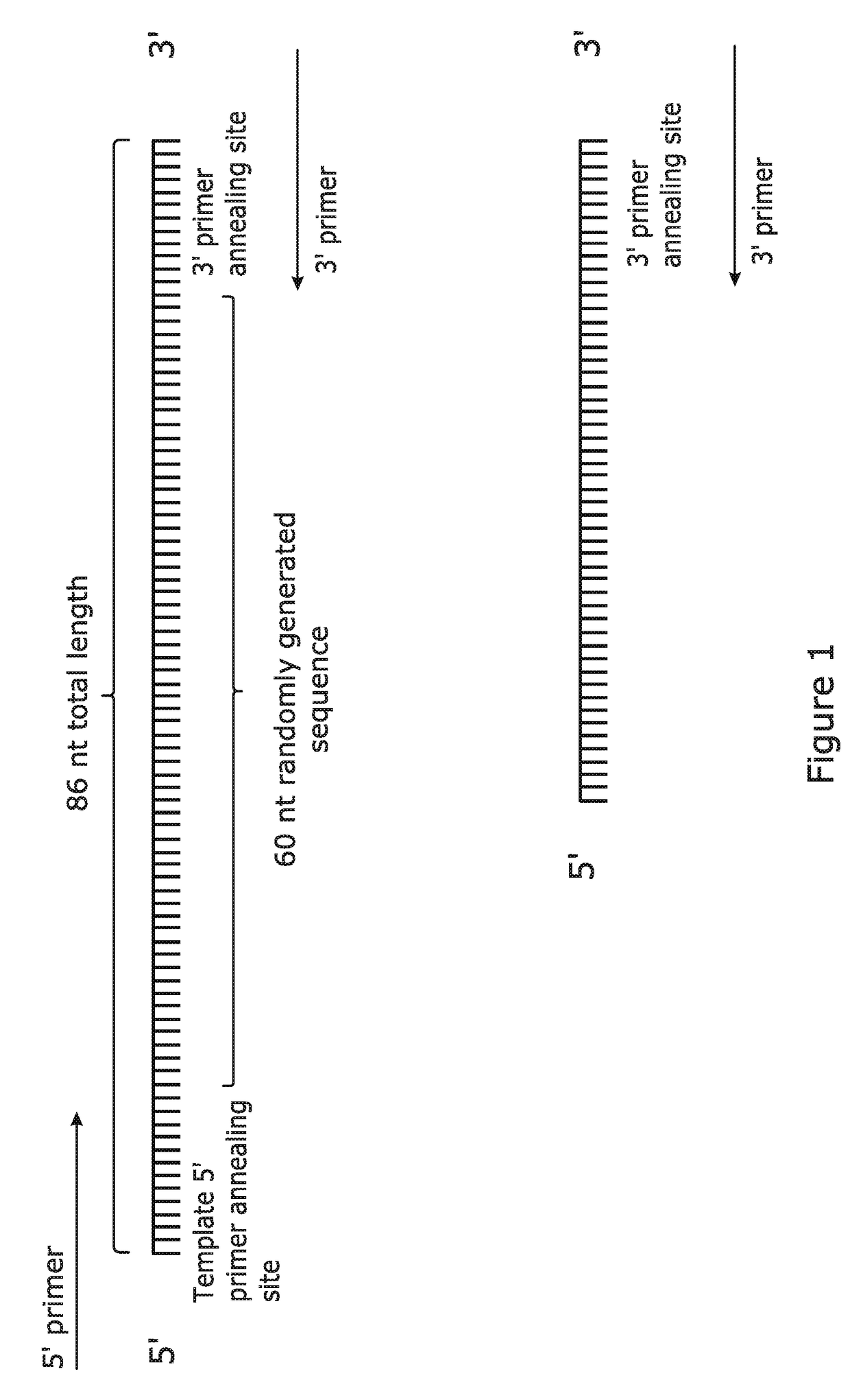Improvements in and relating to nucleic acid probes and hybridisation methods