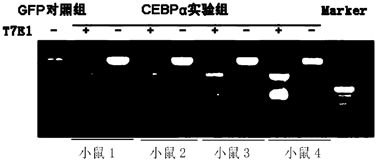 CAS9-carrying recombinant adenovirus and application thereof