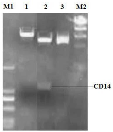 siRNA for silencing expression of Rongchang pig CD14 as well as screening method and application of siRNA