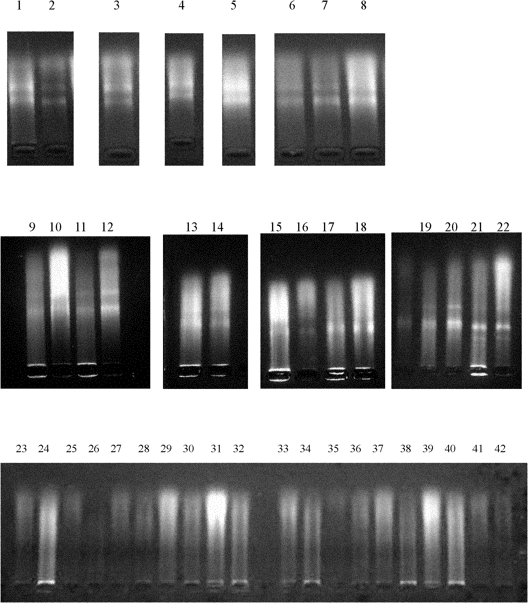 Method for extracting total ribonucleic acid (RNA) from paraffin-embedded tissues