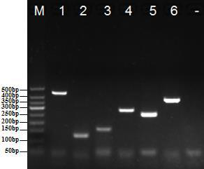 A kind of multiple PCR primers and method for rapid identification of cockroach species