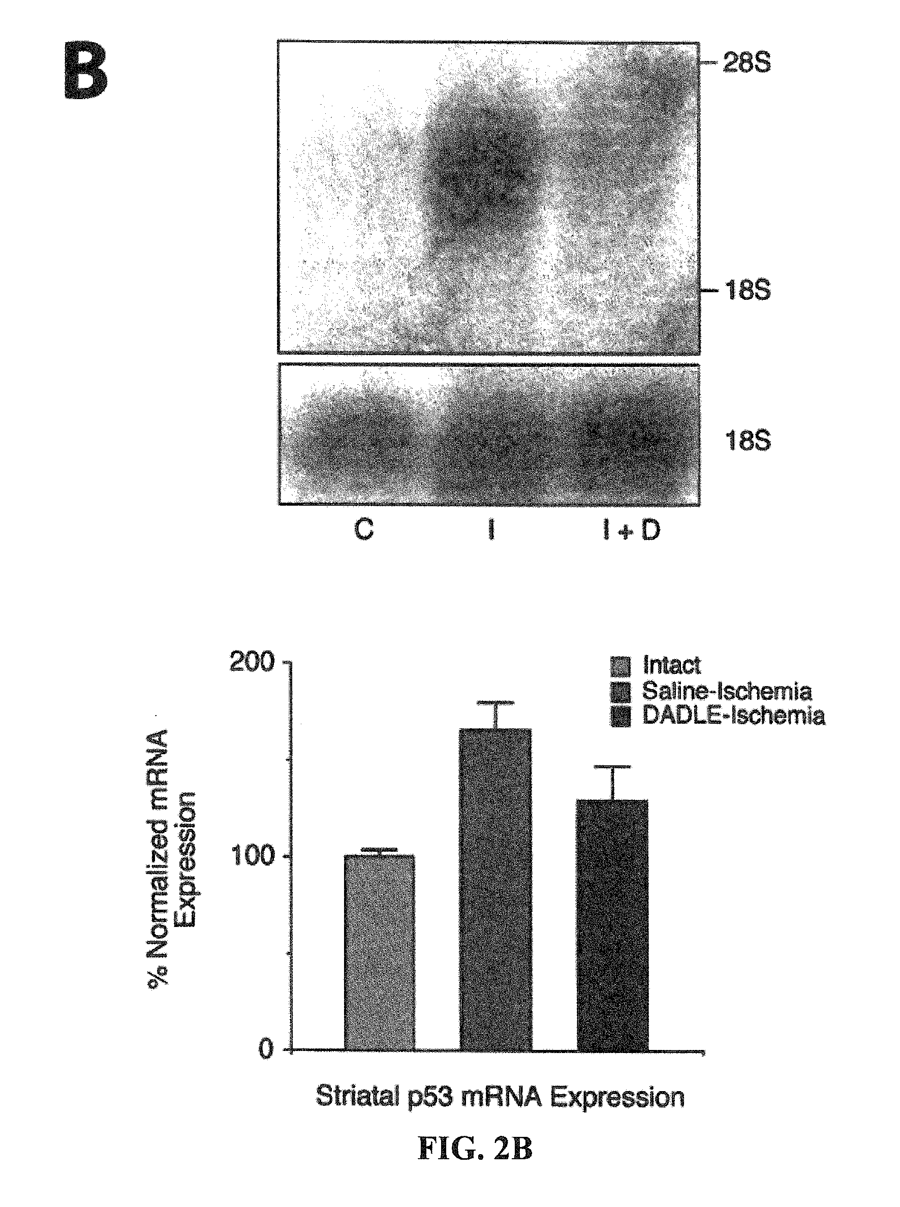 Method of protecting against stroke through the use of a delta opioid peptide