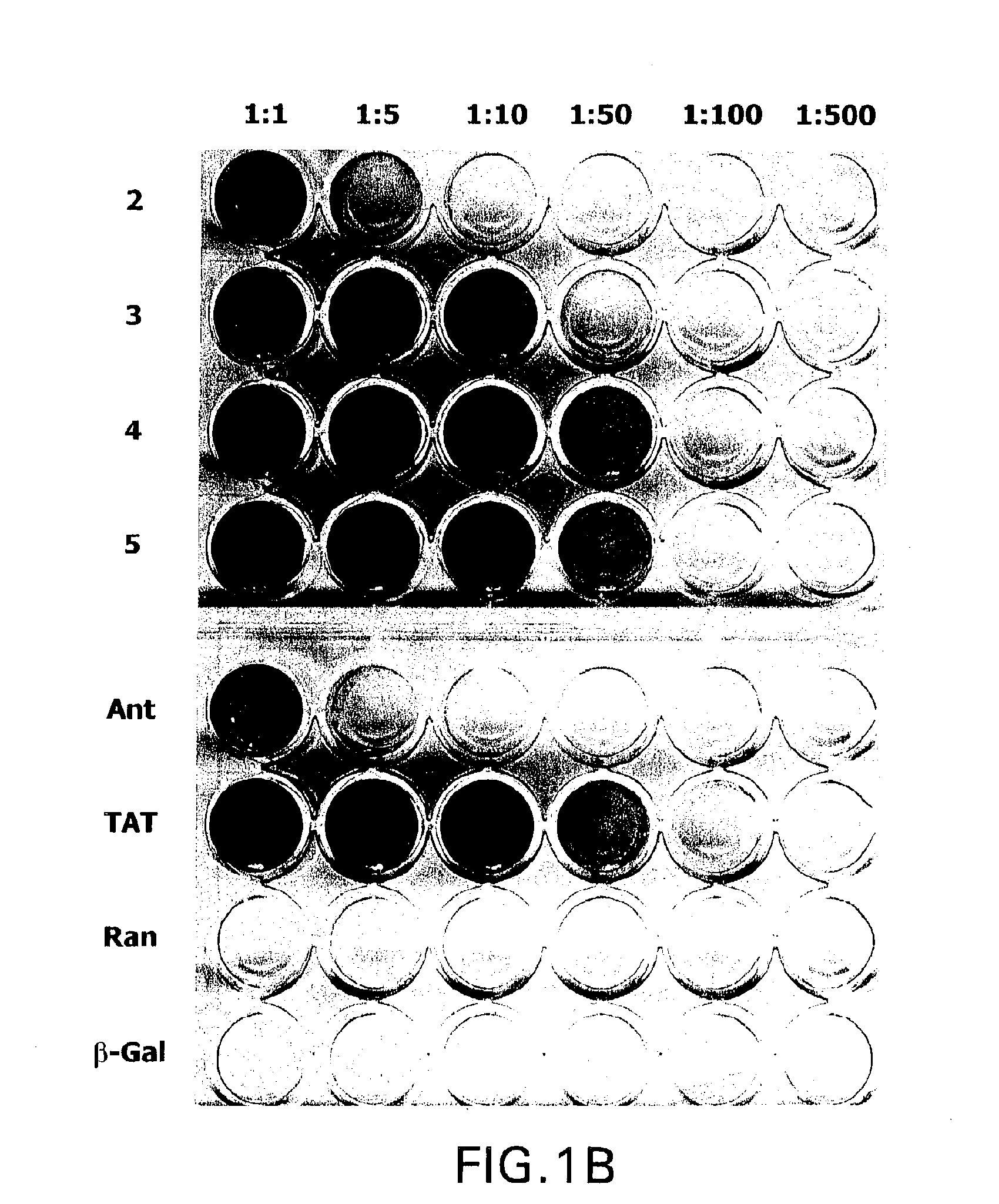 Identification of peptides that facilitate uptake and cytoplasmic and/or nuclear transport of proteins, DNA and viruses