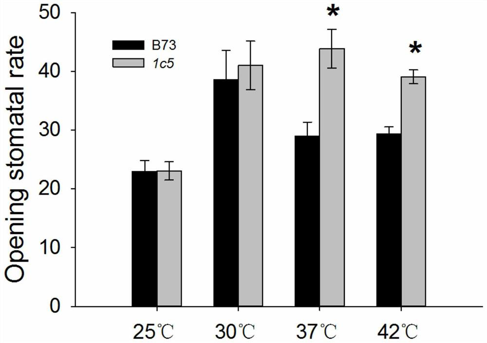 Application of maize mitogen-activated protein kinase gene zmmpk20 in regulation of stomatal movement and plant heat tolerance