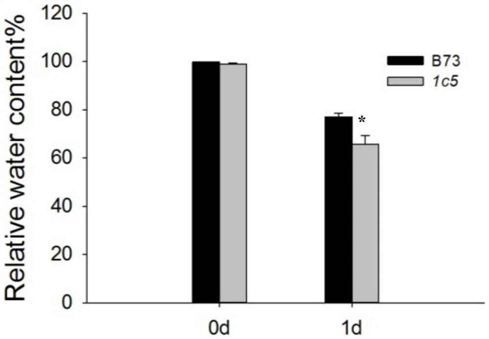 Application of maize mitogen-activated protein kinase gene zmmpk20 in regulation of stomatal movement and plant heat tolerance