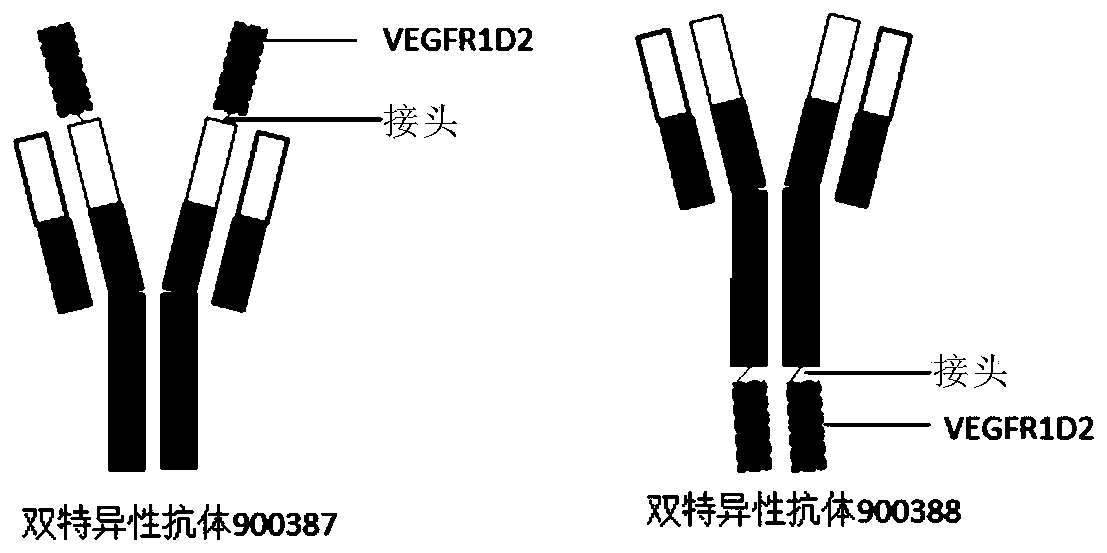Anti-PD-L1/VEGF bifunctional antibody and application thereof