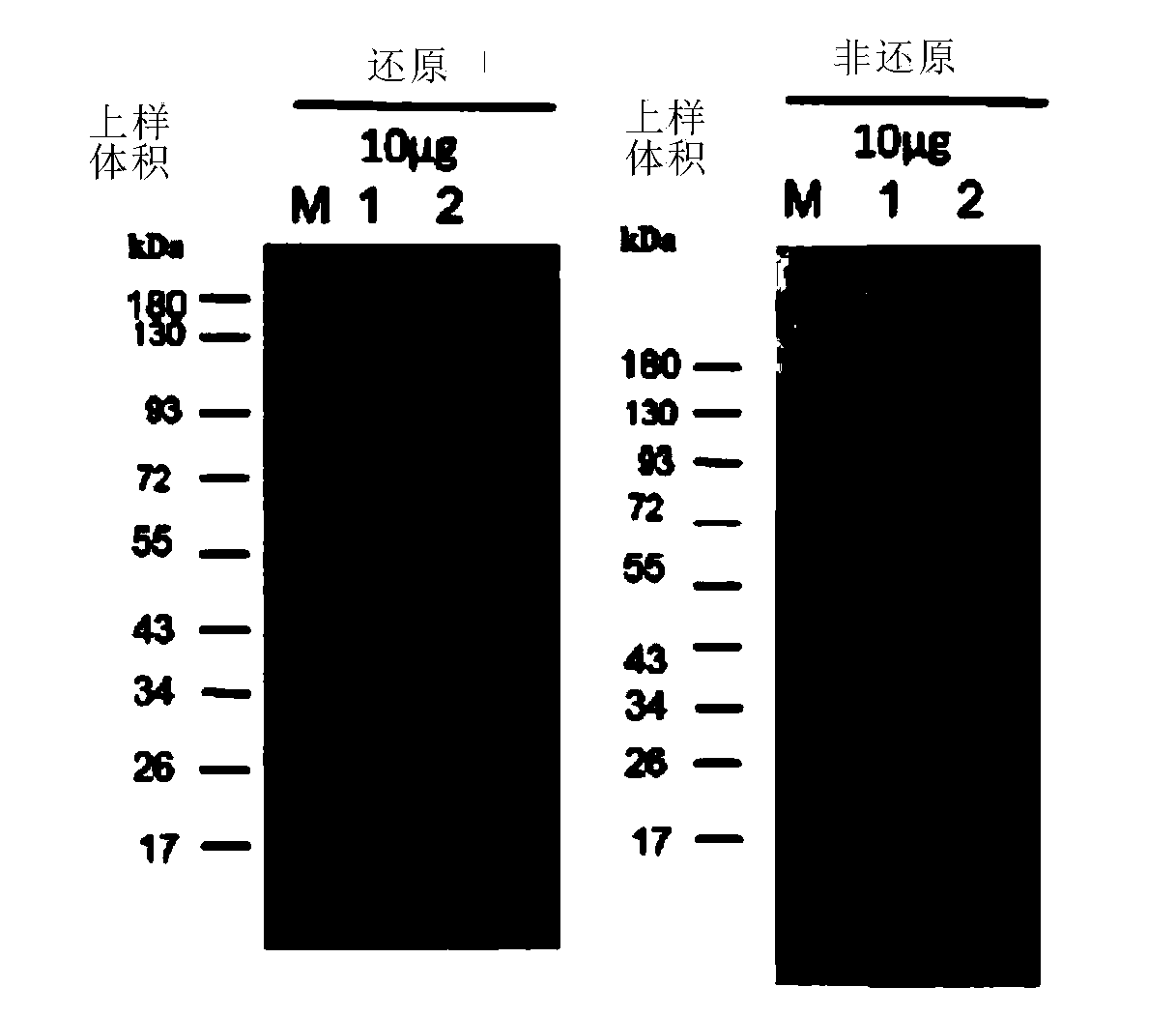 Anti-PD-L1/VEGF bifunctional antibody and application thereof