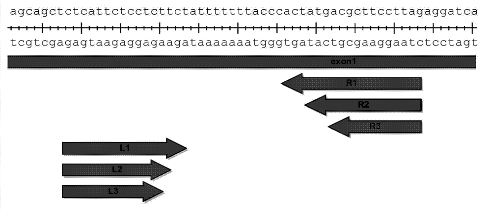 A pair of transcription activator like effector nucleases of L3 and R1 and a coding gene and an application thereof