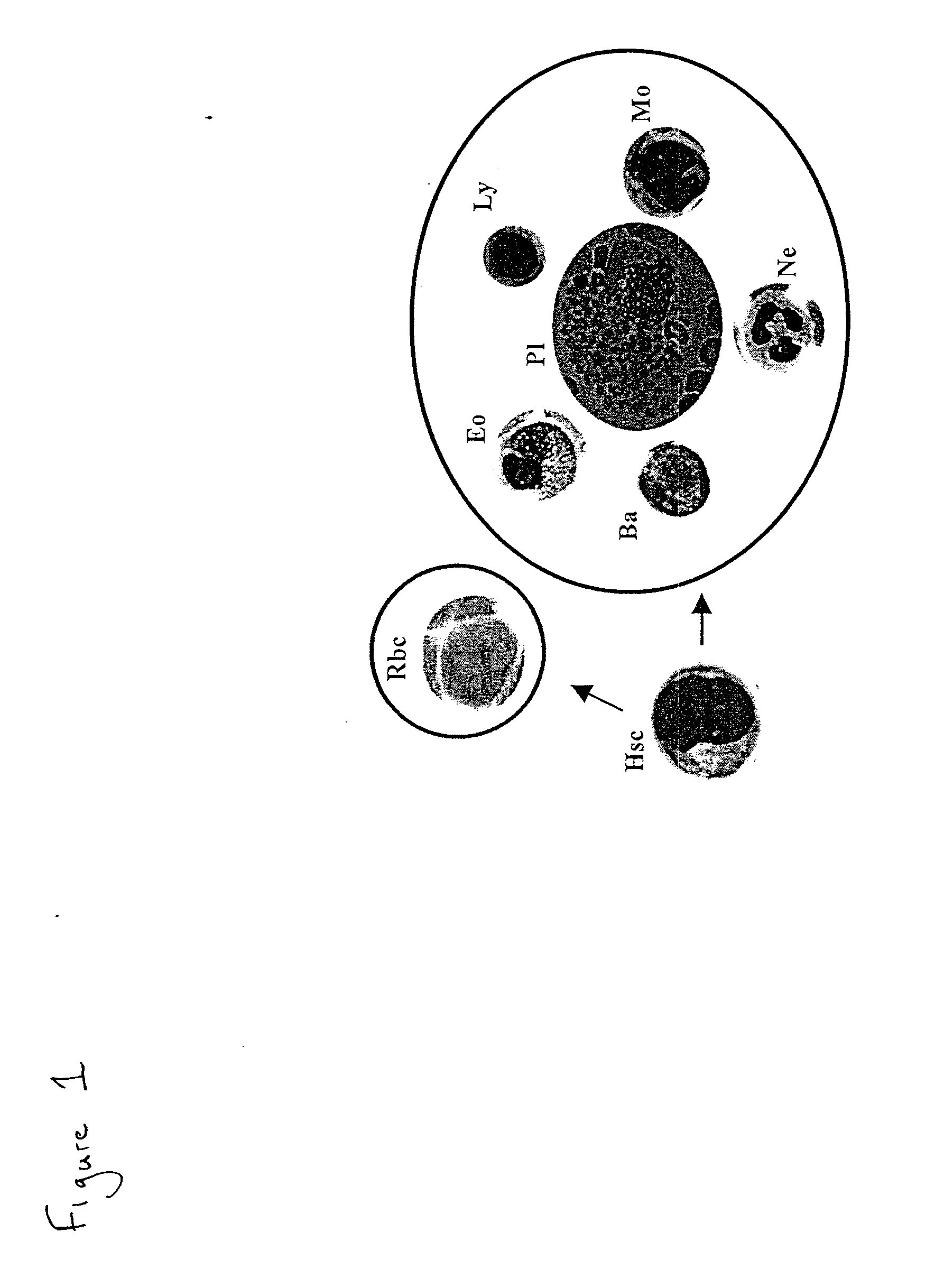 Method Of Preparing An Undifferentiated Cell