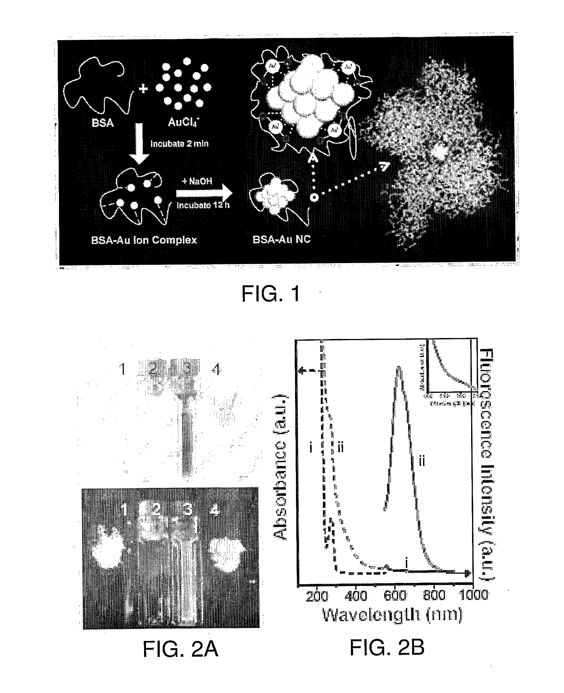 Methods, compositions, and articles comprising stabilized gold nanoclusters