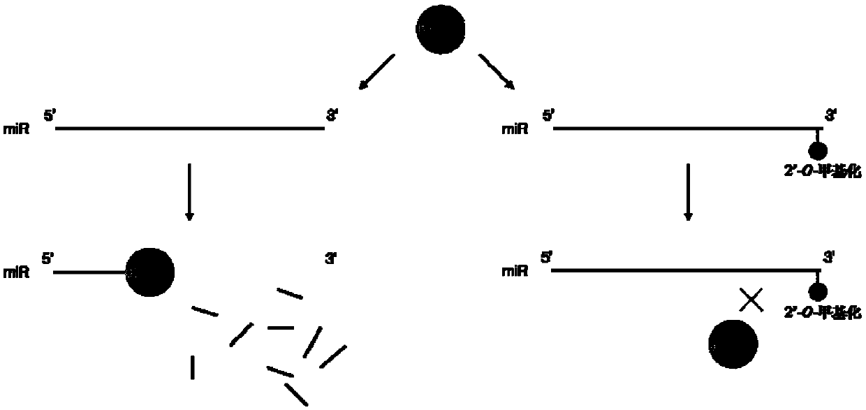 Method for identifying 2'-O-methylation modification in RNA molecules and application thereof