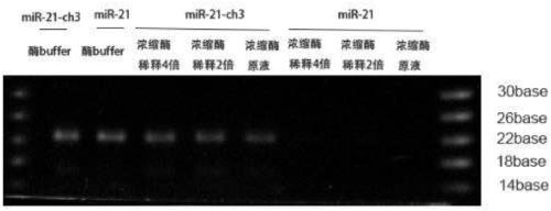 Method for identifying 2'-O-methylation modification in RNA molecules and application thereof