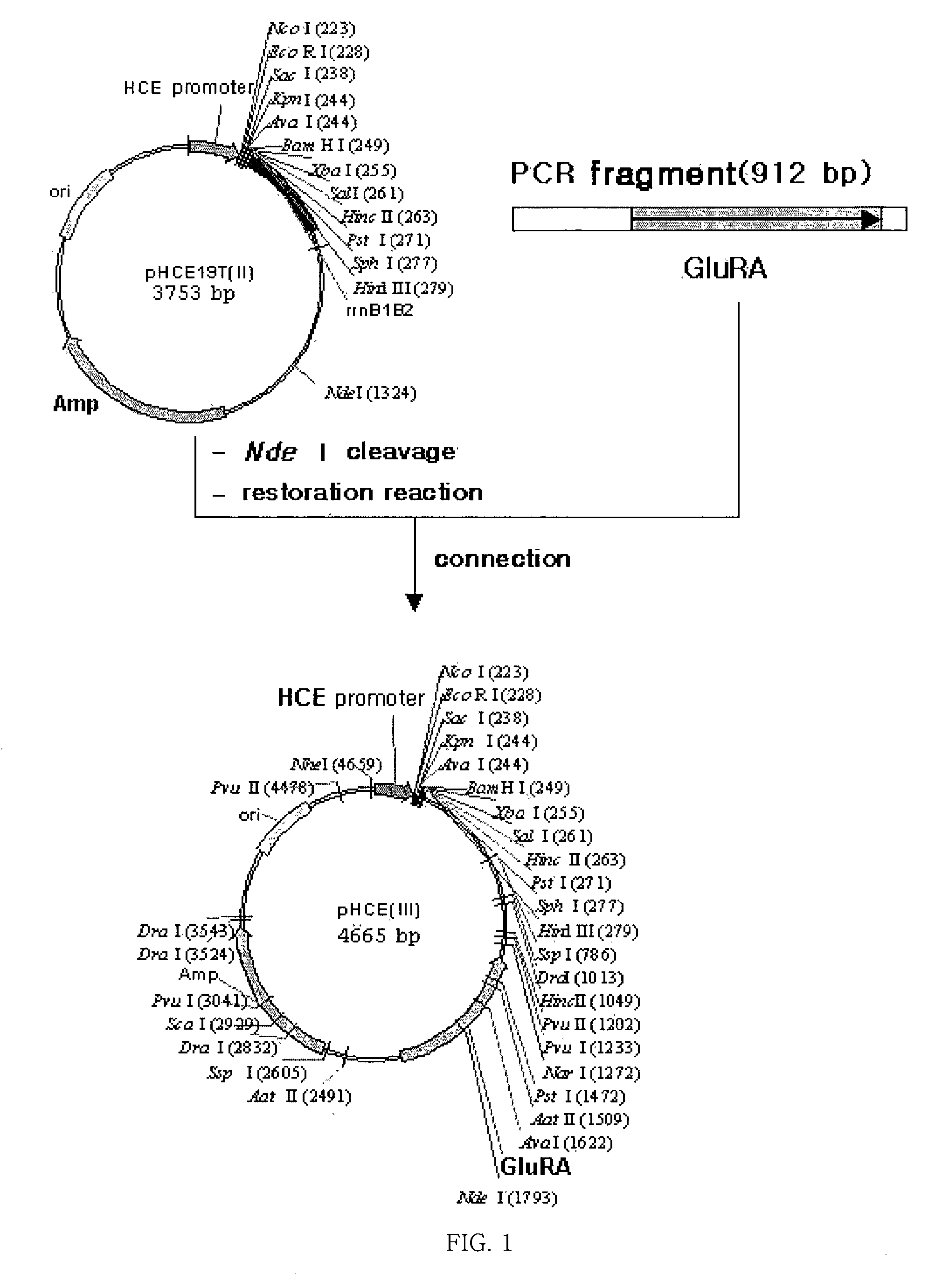 Antibiotics-independent vector for constant high-expression and method for gene expression using the same