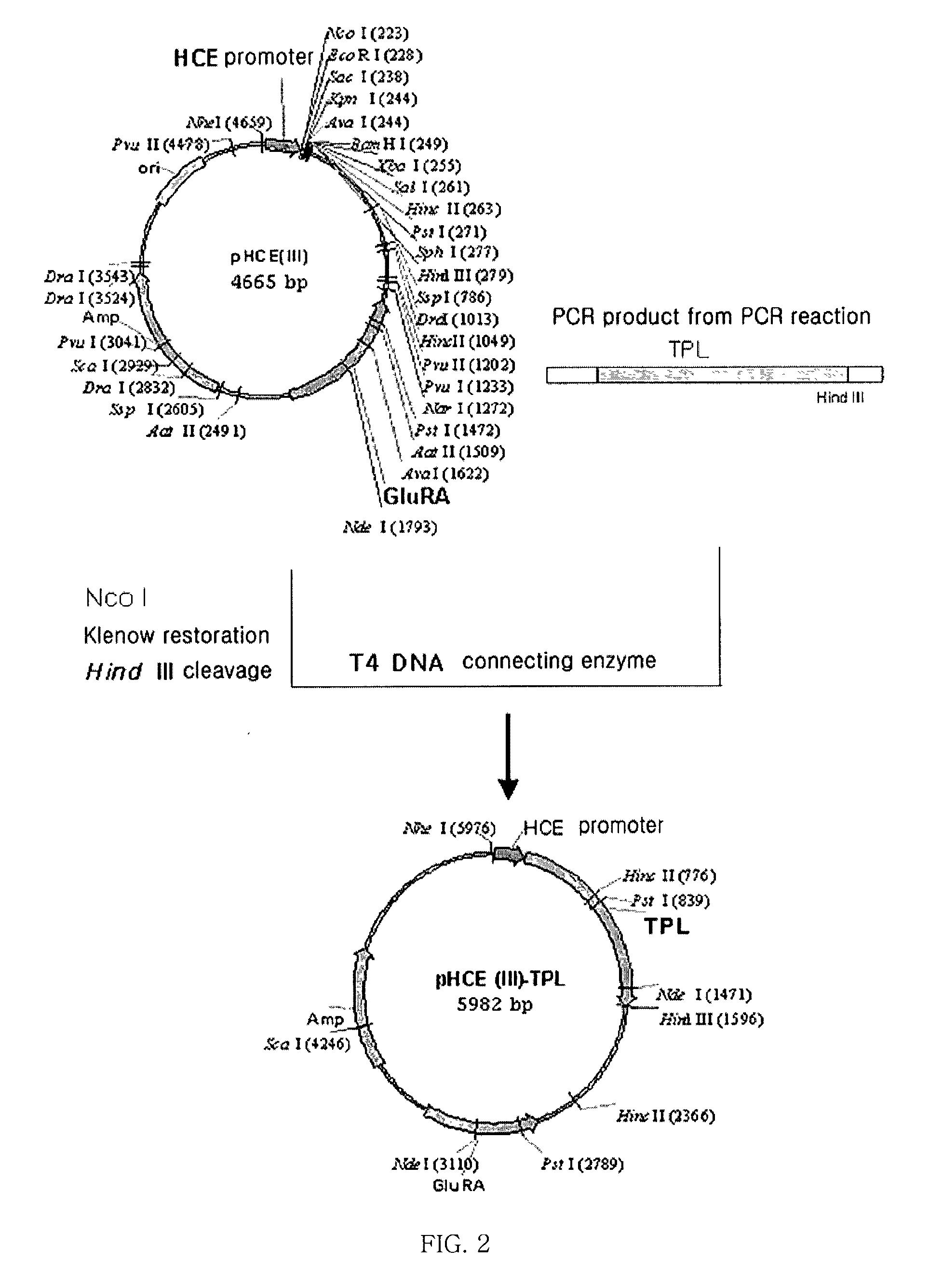 Antibiotics-independent vector for constant high-expression and method for gene expression using the same