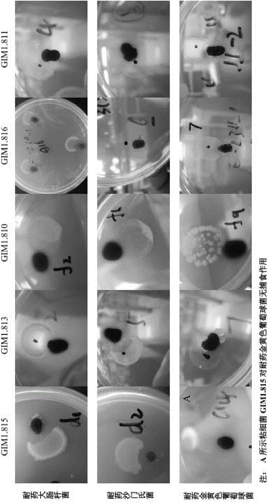 Application of five myxobacteria to predation of drug-resistance bacteria and preparation of drug-resistance bacteria suppression drugs