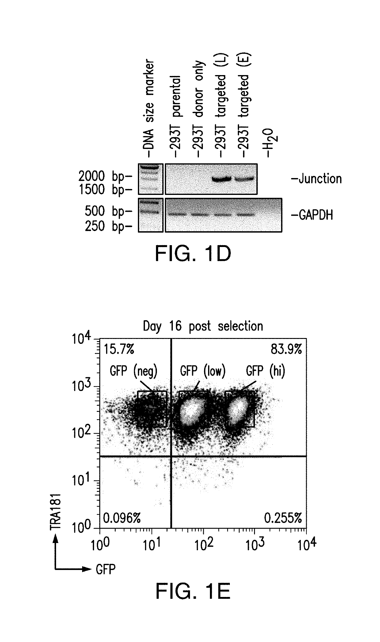 Genomic engineering of pluripotent cells