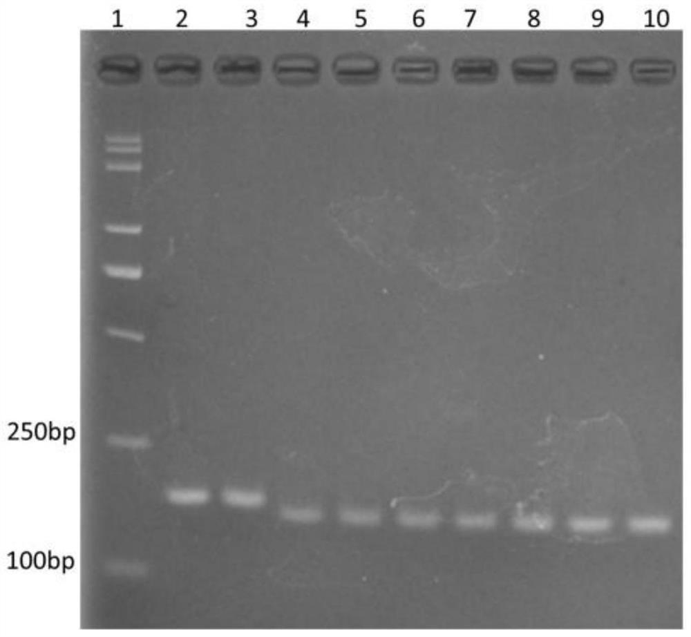 Specific indel molecular marker primer for detecting rice osnramp5 gene and its application