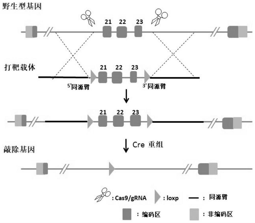 Construction method of Nf1 gene knockout animal model