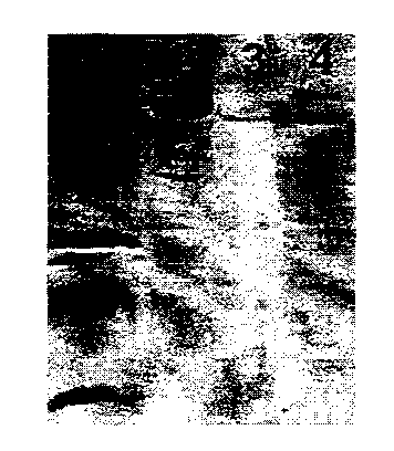 Method for detecting pine wood nematode based on pseudomonas fluorescent flagellum protein