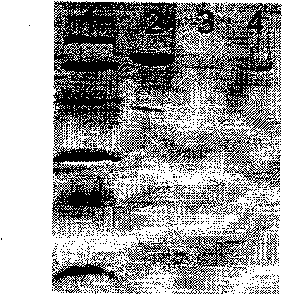 Method for detecting pine wood nematode based on pseudomonas fluorescent flagellum protein