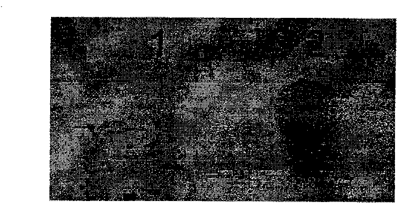 Method for detecting pine wood nematode based on pseudomonas fluorescent flagellum protein