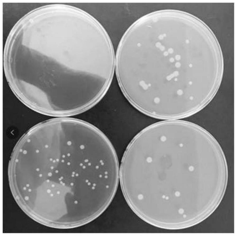 Lactobacillus rhamnosus R7970 as well as product and application thereof
