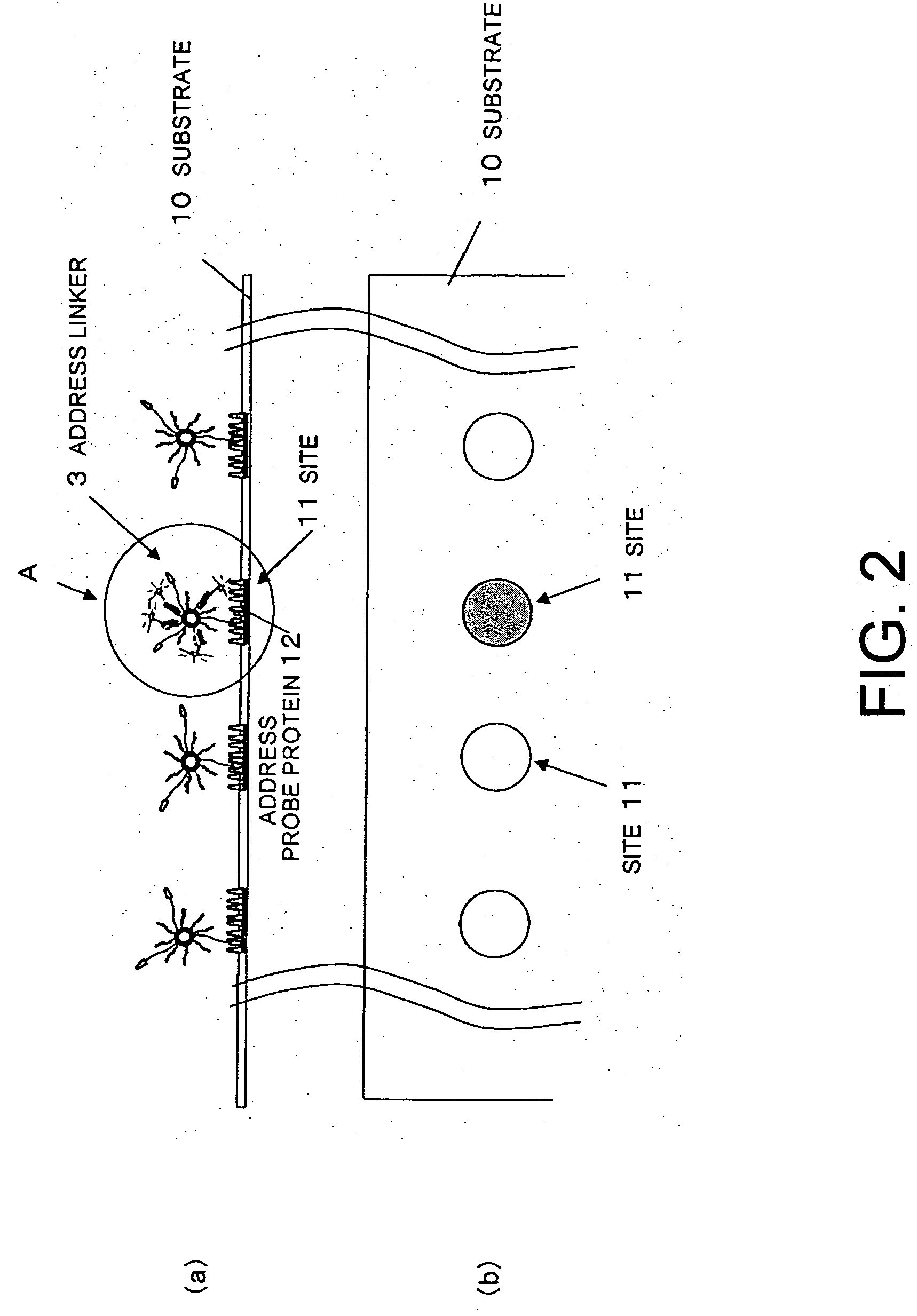 Methods for detecting biopolymers; biochips; methods for immobilizing antibodies; and substrates to which antibodies are immobilized