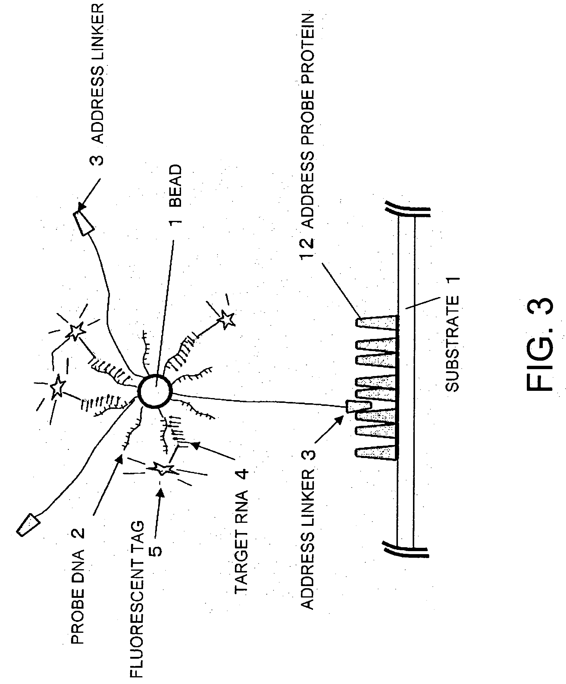Methods for detecting biopolymers; biochips; methods for immobilizing antibodies; and substrates to which antibodies are immobilized