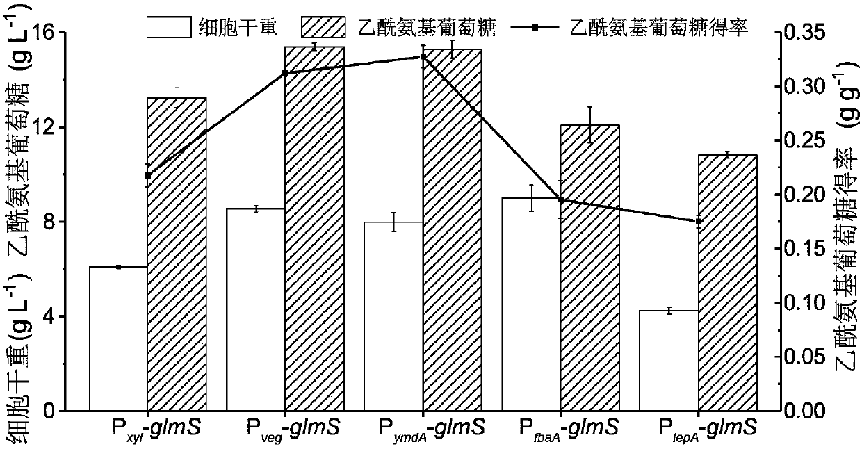 Recombinant bacillus subtitles capable of increasing yield of acetylglucosamine