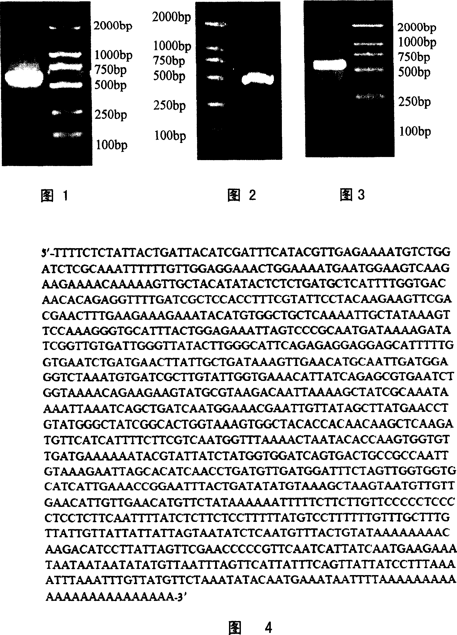 Method for producing triose phosphate isomerase