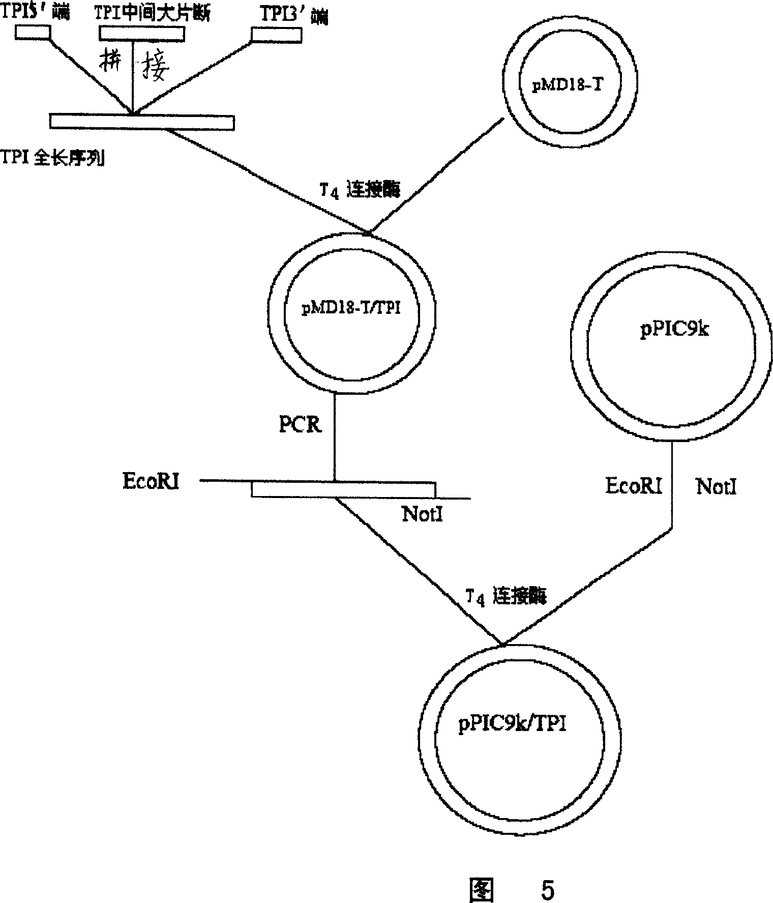 Method for producing triose phosphate isomerase