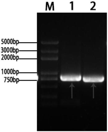 Xenopus laevis oocyte expression carrier with yellow or red fluorescence protein label and application