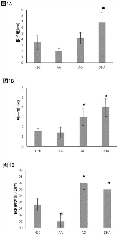 Use of dehydroascorbic acid against nematode infection in plants