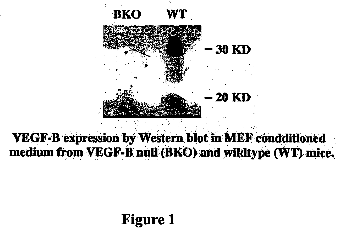Method for inhibiting tumor formation and growth