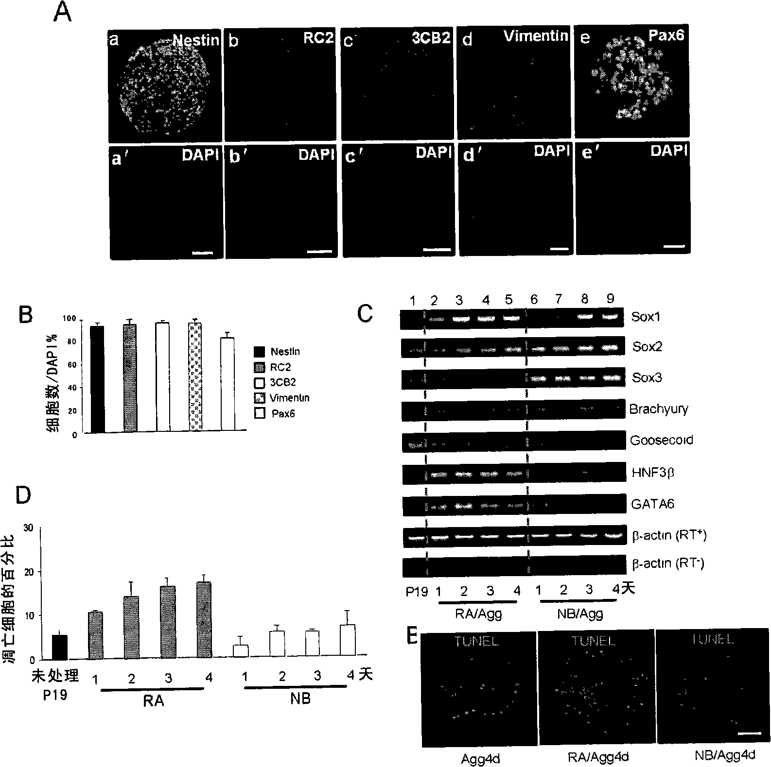 System for inducing nerve stem cell differentiation and inducing method thereof