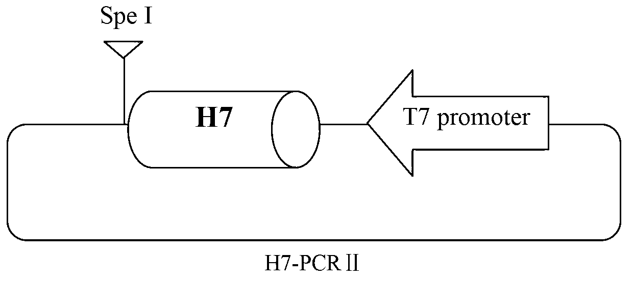 Primer, kit and detection method for detecting avian influenza H7N9 virus by using RT-LAMP method