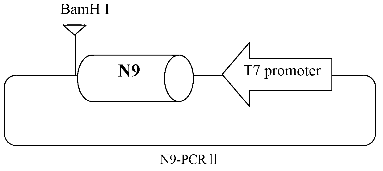 Primer, kit and detection method for detecting avian influenza H7N9 virus by using RT-LAMP method