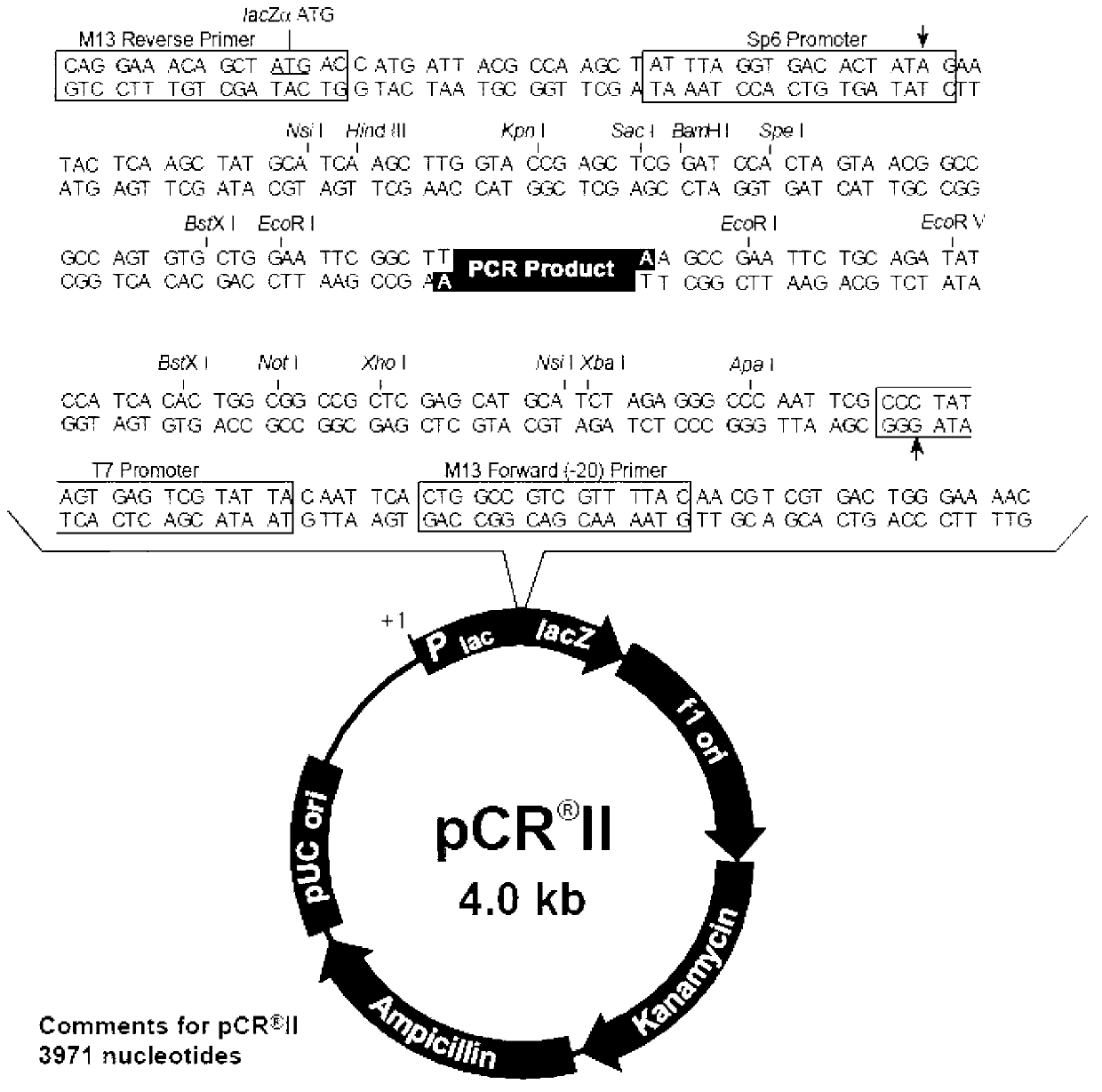 Primer, kit and detection method for detecting avian influenza H7N9 virus by using RT-LAMP method