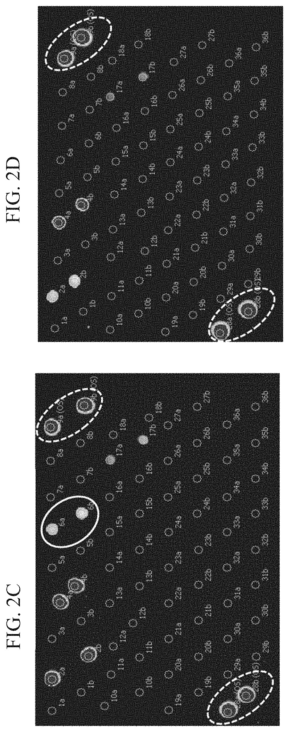 Assay for the diagnosis of dermatophytosis